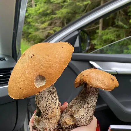 Chaloupka U Kaji Alpehytte